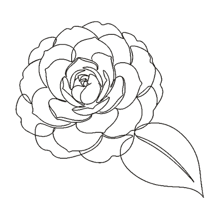 Camellia oil